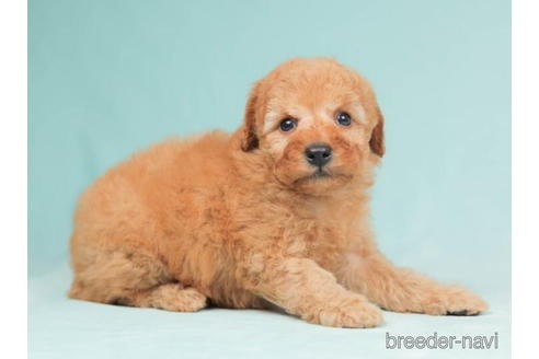 成約済の千葉県のトイプードル-207867の2枚目